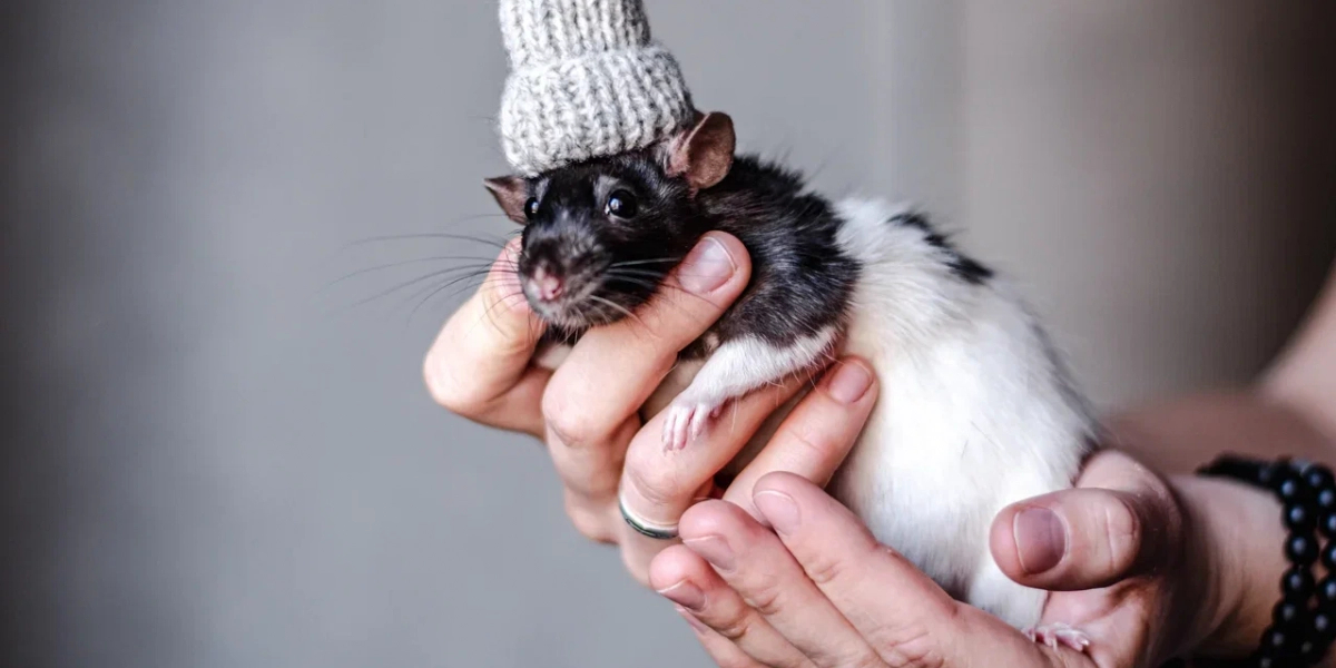 В Урюпинске дикая крыса покусала двух несовершеннолетних