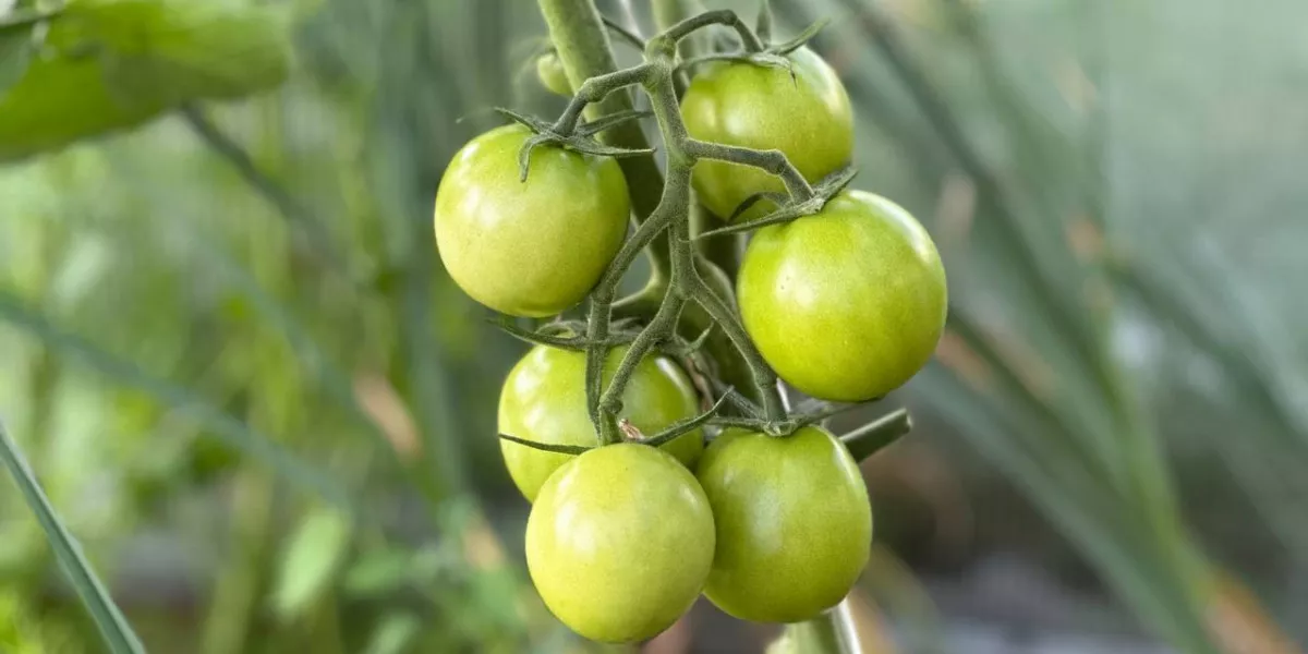 Три ложки этого продукта заставят помидоры краснеть прямо на кусту: секретопытных огородников
