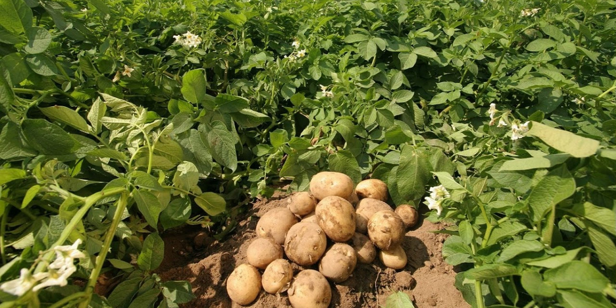 Опытные огородники рассказали, что нужно сделать с картошкой в августе, чтобы получить хороший урожай