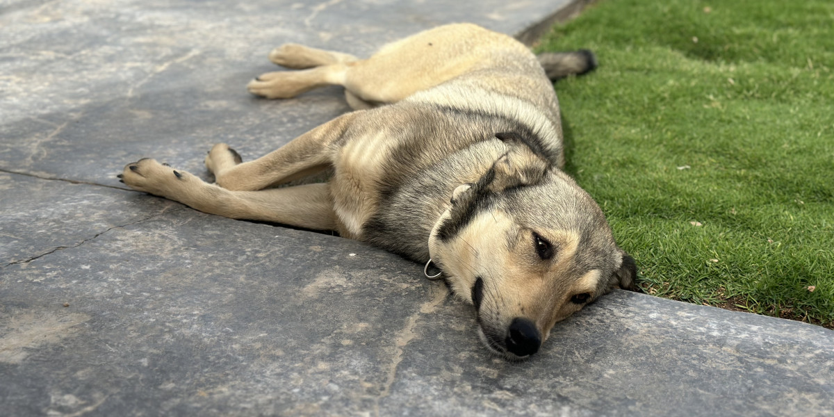 Глава Оренбуржья Денис Паслер назвал недостаточным закон об отлове собак после гибели ребенка